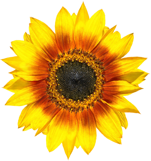 Background image of a sunflower
